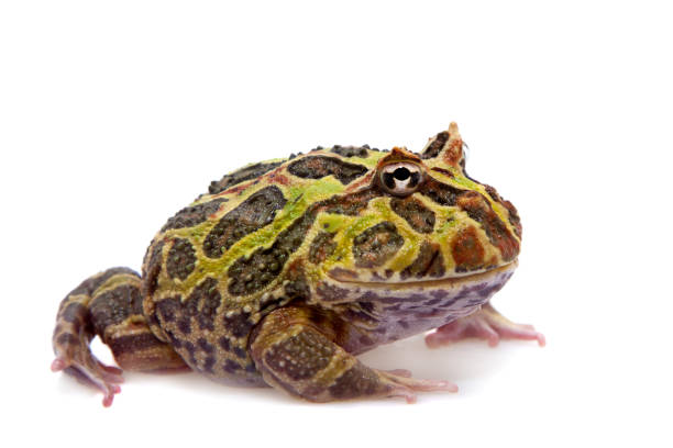 istock Cranwell's horned frog isolated on white 996285154