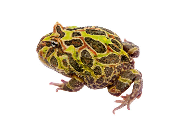 istock Cranwell's horned frog isolated on white 996285210