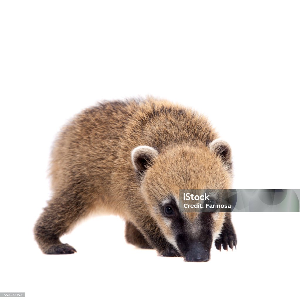 Coati Nam Mỹ Nasua Nasua Em Bé Trên Da Trắng Hình ảnh Sẵn có - Tải ...