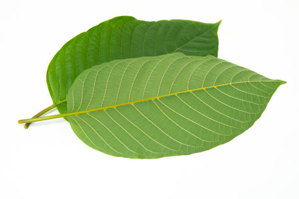 Mitragynina speciosa or Kratom leaves plant stock photo