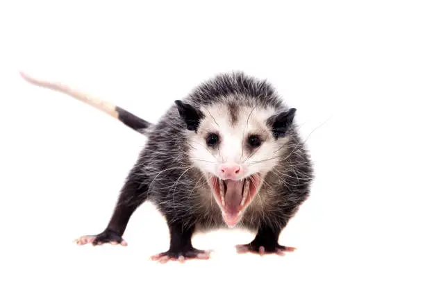 Photo of The Virginia opossum, Didelphis virginiana, on white