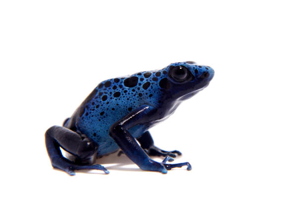 Blue Poison dart frog, Dendrobates tinctorius Azureus, on white Blue Poison Dart Frog, Dendrobates tinctorius Azureus, on white background. blue poison dart frog dendrobates tinctorius azureus stock pictures, royalty-free photos & images