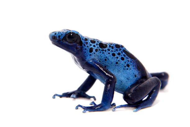 istock Blue Poison dart frog, Dendrobates tinctorius Azureus, on white 996289894