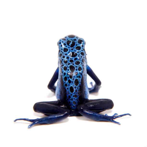 istock Blue Poison dart frog, Dendrobates tinctorius Azureus, on white 996289988