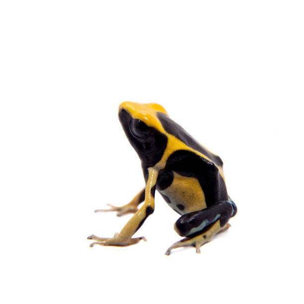 istock Regina Dyeing Poison dart frogling, Dendrobates tinctorius, on white 996290098