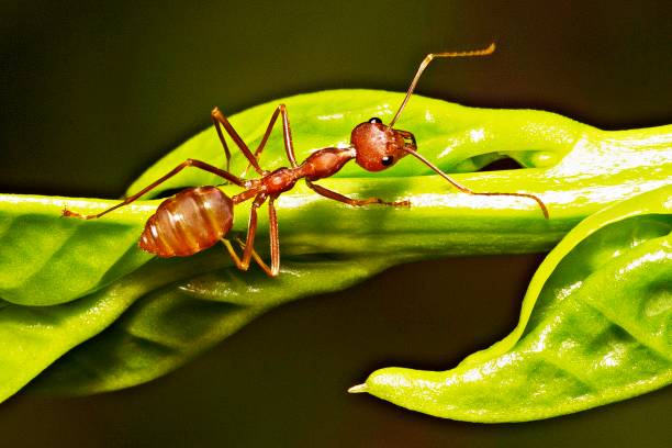 istock Closed up ant walking on soft green branch. 996290456