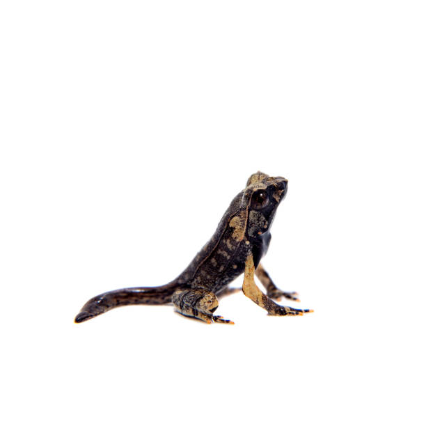 istock The long-nosed horned frog on white 996291048