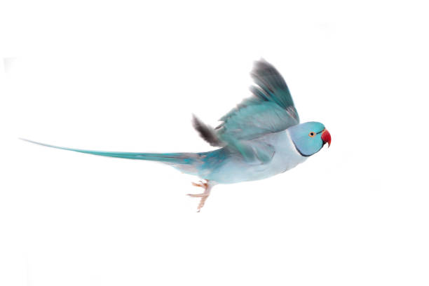 istock The rose-ringed or ring-necked parakeet on white 996304582