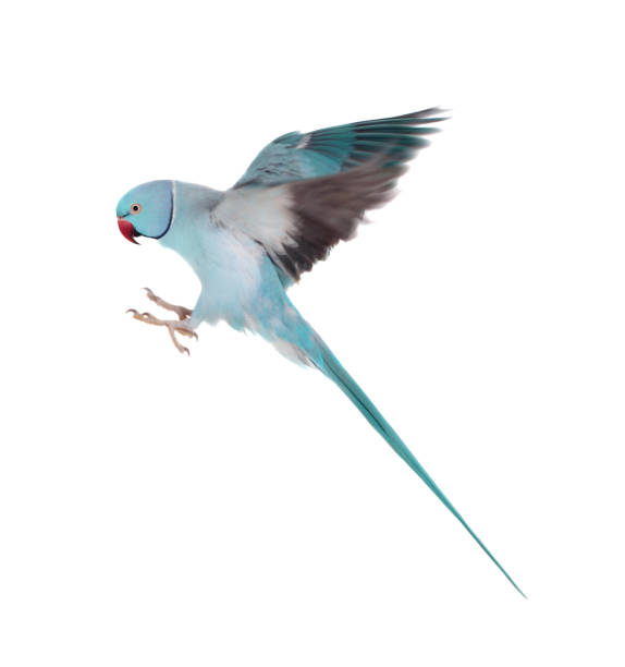 istock The rose-ringed or ring-necked parakeet on white 996304806