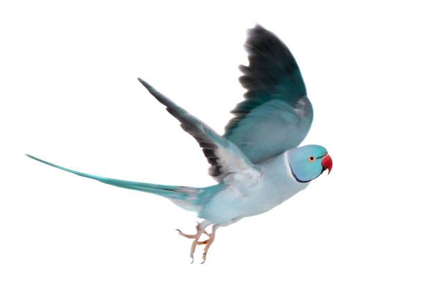 istock The rose-ringed or ring-necked parakeet on white 996304840