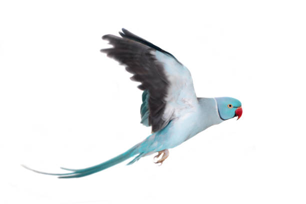 istock The rose-ringed or ring-necked parakeet on white 996304976