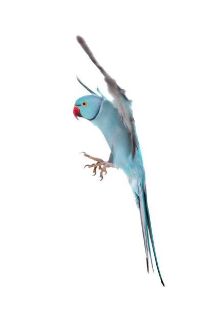 istock The rose-ringed or ring-necked parakeet on white 996305092