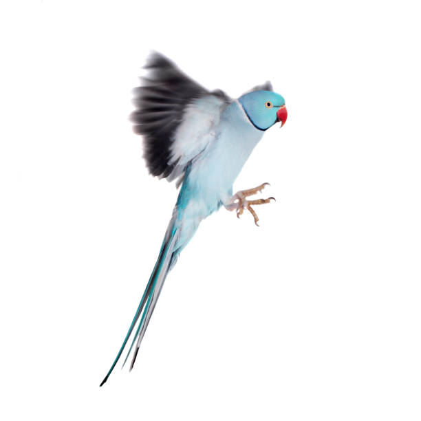 istock The rose-ringed or ring-necked parakeet on white 996305416