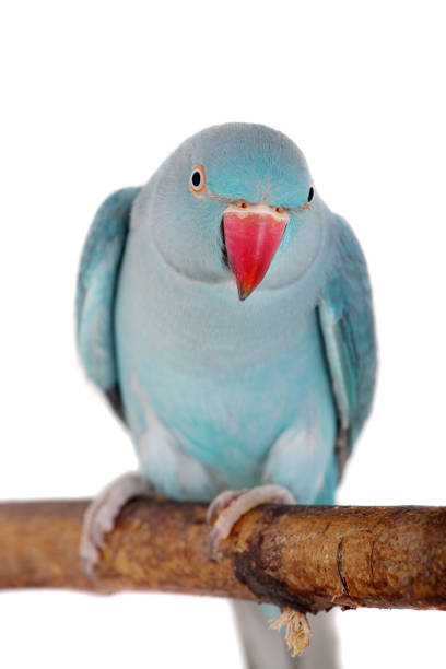 istock The rose-ringed or ring-necked parakeet on white 996305452
