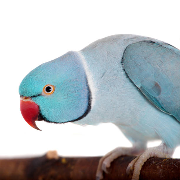 istock The rose-ringed or ring-necked parakeet on white 996305522