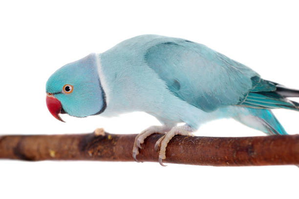 istock The rose-ringed or ring-necked parakeet on white 996305596