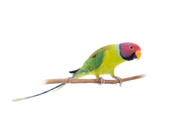 istock Male of plum-headed parakeet on white 996314868