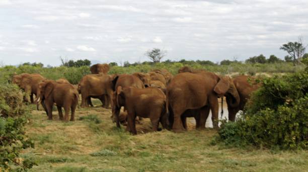 istock wildlife in kenya 996319360