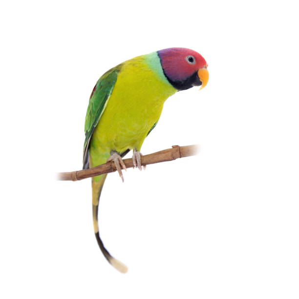 istock Male of plum-headed parakeet on white 996319428