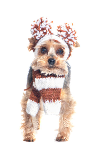 istock Dog in a knitted cap and scarf, a yorkshire terrier isolated on white 996319698