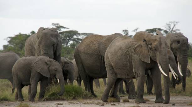 istock wildlife in kenya 996320690