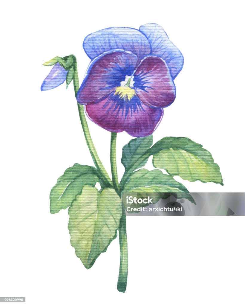 Ilustración de Ilustración De La Jardín Viola Tricolor Flor Azul Mano  Dibujada Con Acuarela Sobre Fondo Blanco y más Vectores Libres de Derechos  de Pensamiento - Flor - iStock