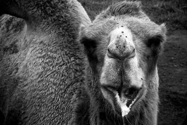Bactrian Camel 2 stock photo