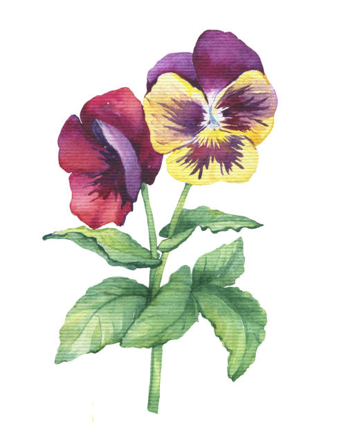 Ilustración de Ilustración De La Flor Del Pensamiento Bicolor Jardín Mano Dibujada Con Acuarela Sobre Fondo Blanco y más Vectores Libres de Derechos de Pensamiento - Flor - iStock Ilustración de Ilustración De La Flor Del Pensamiento Bicolor Jardín Mano Dibujada Con Acuarela Sobre Fondo Blanco y más Vectores Libres de Derechos de Pensamiento - Flor - iStock