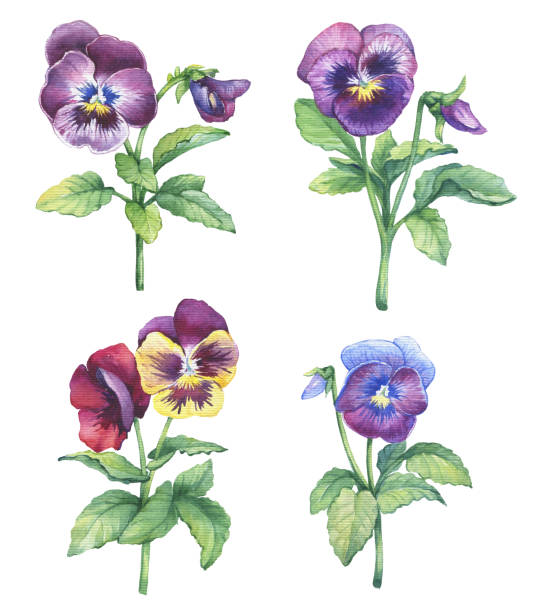 Ilustración de Conjunto De La Flor Del Pensamiento Jardín Acuarela Dibujado A Mano Pintura Ilustración Aislada Sobre Fondo Blanco y más Vectores Libres de Derechos de Pensamiento - Flor - iStock Ilustración de Conjunto De La Flor Del Pensamiento Jardín Acuarela Dibujado A Mano Pintura Ilustración Aislada Sobre Fondo Blanco y más Vectores Libres de Derechos de Pensamiento - Flor - iStock