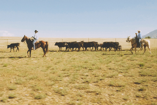 Cowboy ranchers on horseback working a small herd of cattle in Utah, USA.