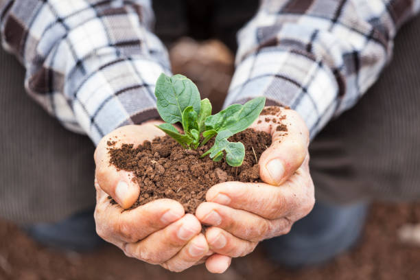 istock Senior man hands holding new growth plant 996337834