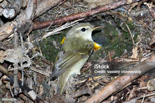 Phylloscopus Trochiloides The Nest Of The Greenish Warbler In Nature Stock Photo - Download Image Now