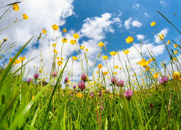 flores silvestres en una pradera en un día de verano - wildflower nobody grass sunlight fotografías e imágenes de stock