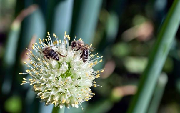 istock bees collect nectar from flowering onions 996344372