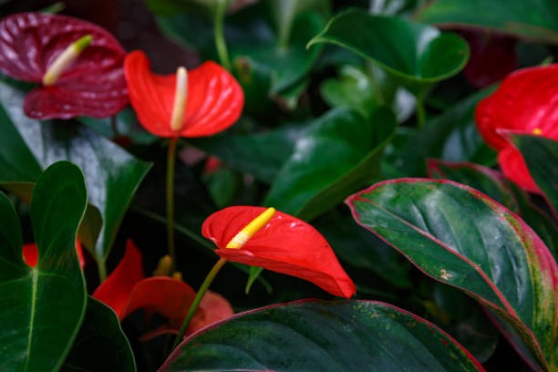 istock Red anthurium flower in orangery 996346028