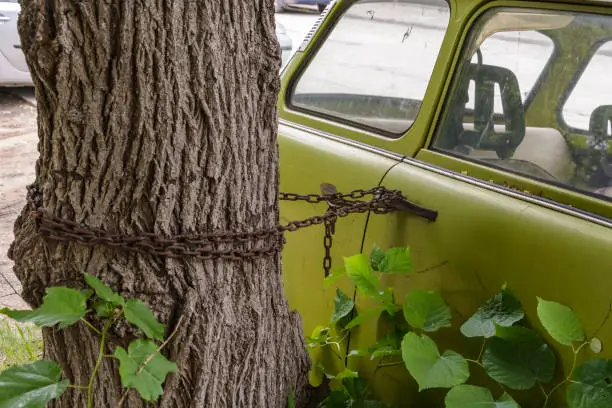 Photo of old green car locked with chain on a tree.