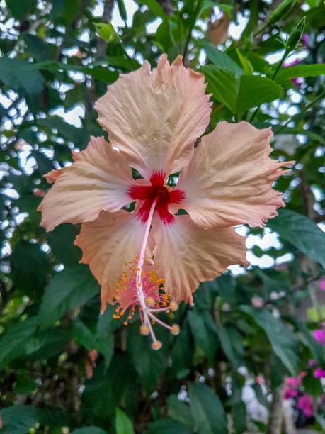istock Hibiscus rosa-sinensis flowers 996348464