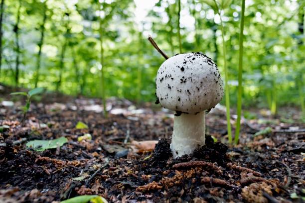 istock just grown mushroom champignon 996349110