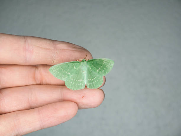 Giant pastel green Emerald Moth at close up, resting on human fingers isolated towards solid gray background