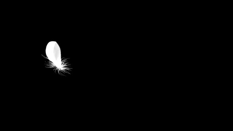 4K. Flying Feather On Black Background. Seamless Looping.