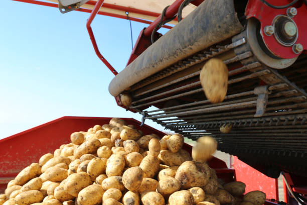 istock Agricultural potato harvest 996354376