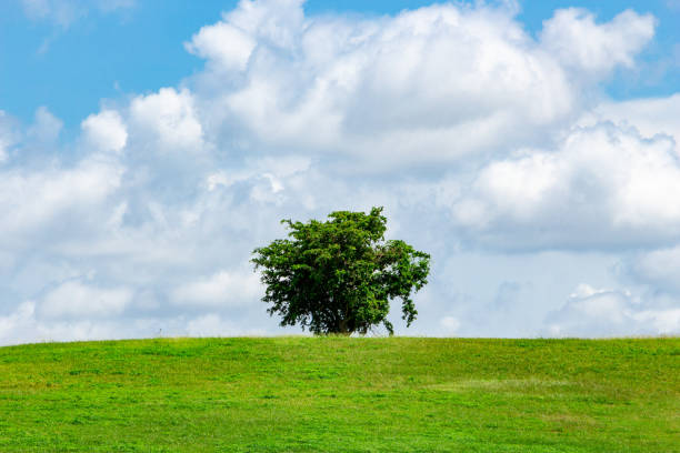 istock Single lone tree on green grass hill with blue sky and white clouds - Vista View Park, Davie, Florida, USA 996359458