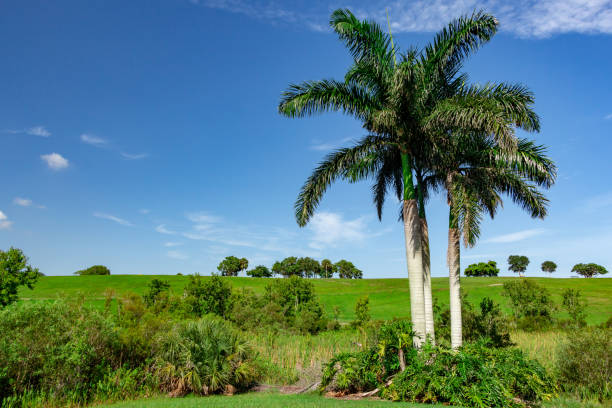 A green grassy hillside lined with trees, with 3 palm trees in foreground and blue sky in background