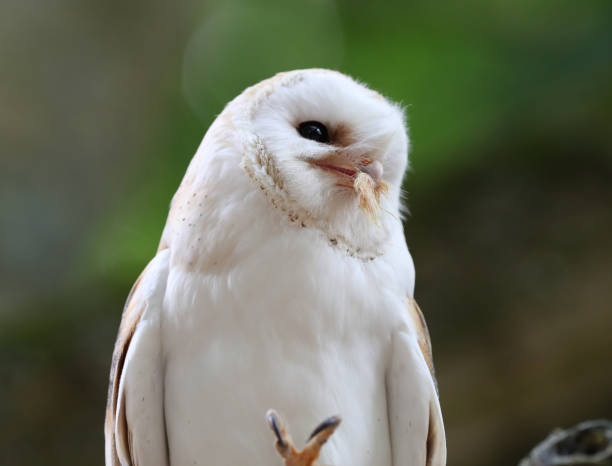 istock Close up of a Barn Owl 996364780