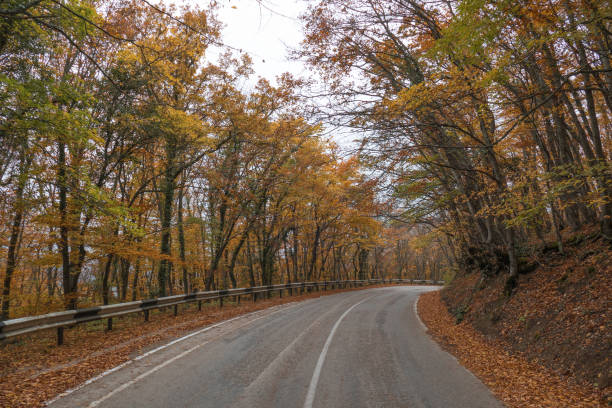 istock Winding road through woodland 996365260