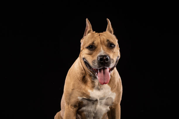 Red American pit bull terrier. Red American pit bull terrier on black background pit bull power stock pictures, royalty-free photos & images