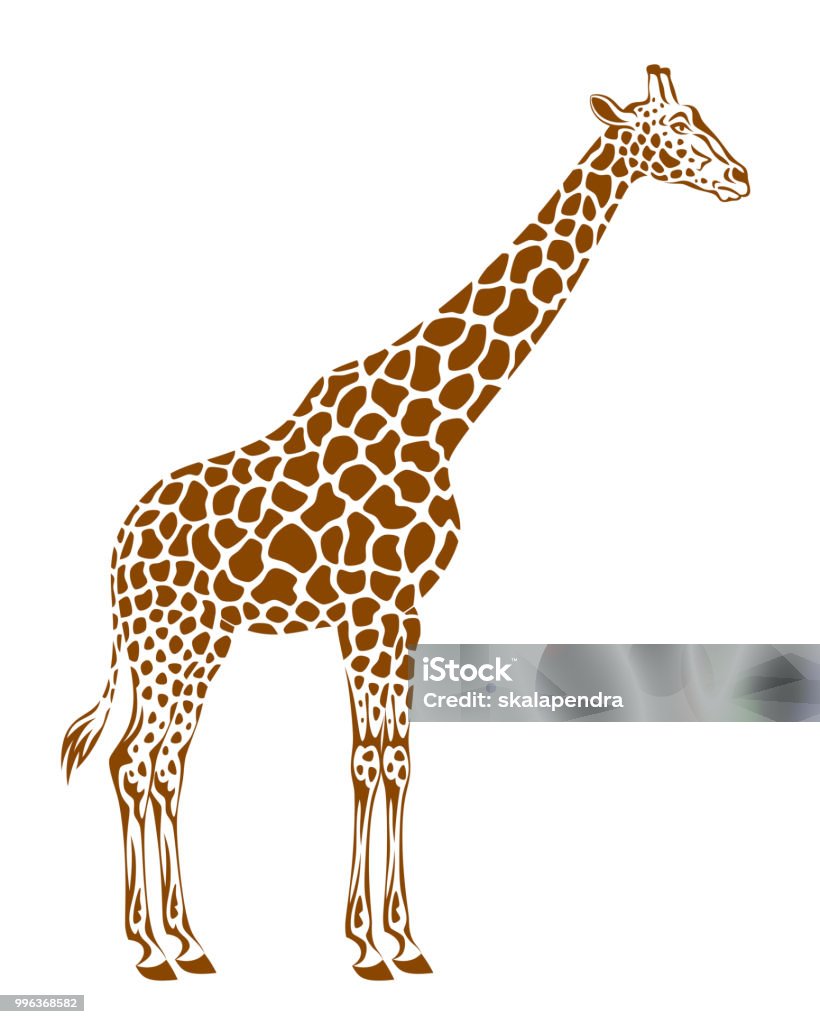 Spotted giraffe Spotted giraffe on a white background Giraffe stock vector
