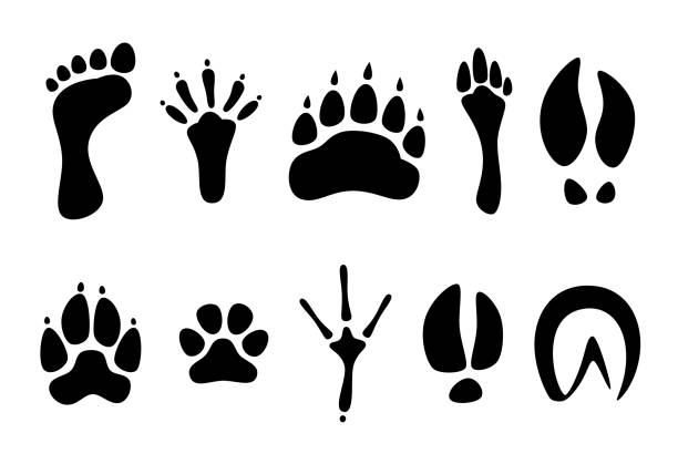 illustrations, cliparts, dessins animés et icônes de ensemble d’empreintes noires de différents animaux de - paw print