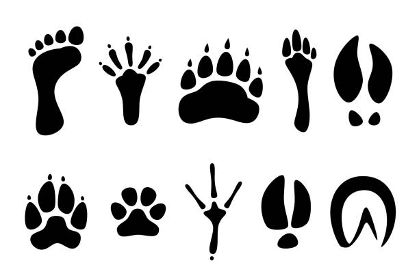 ilustrações, clipart, desenhos animados e ícones de conjunto de pretos pegadas de animais diferentes - animal track