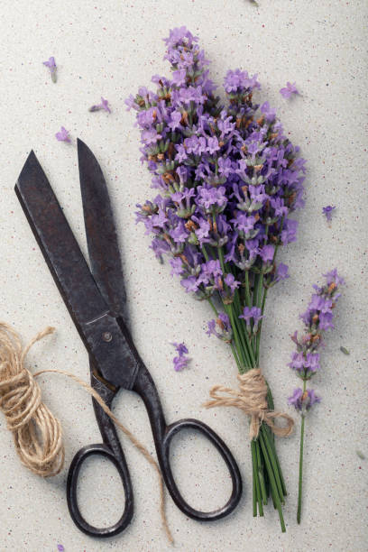 istock Lavender with old metal scissors and twine umbrella, top view 996372068